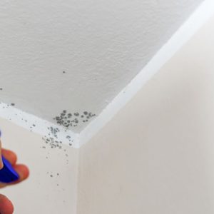 Mould Bursting & Cleaning
