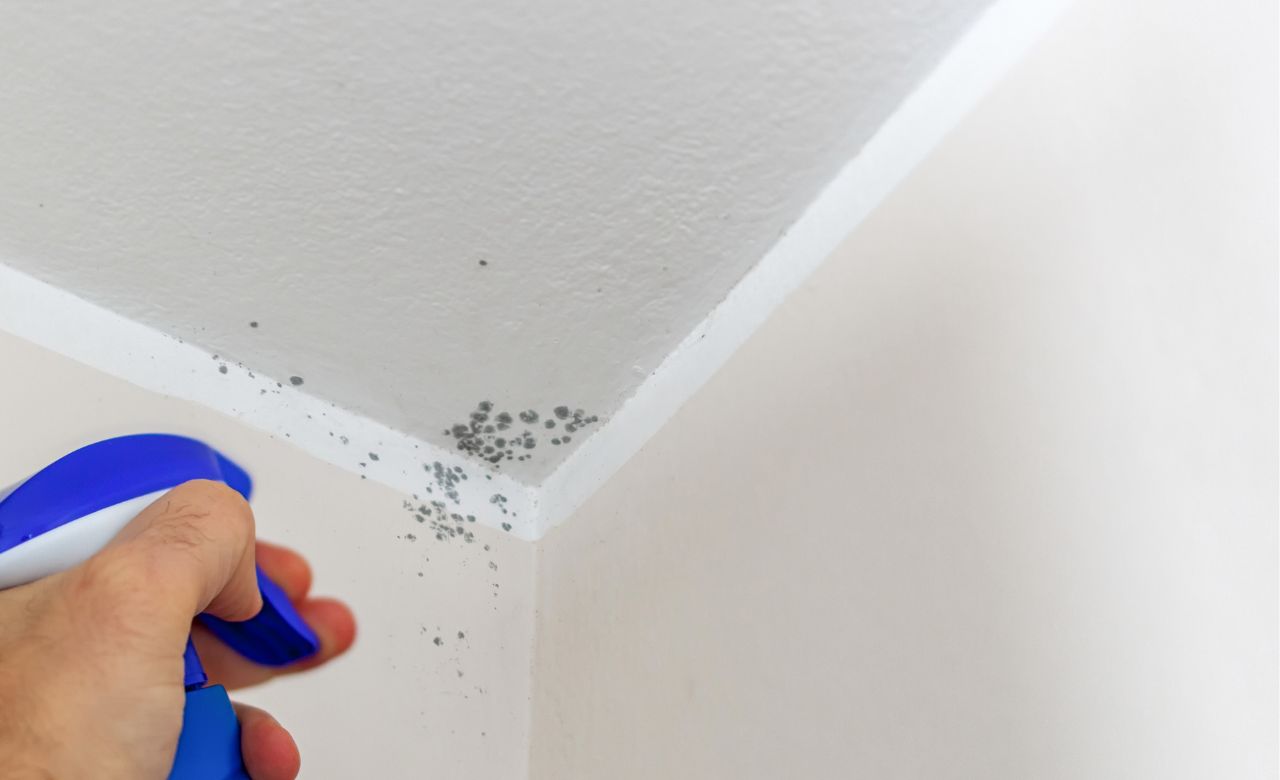 Mould Bursting & Cleaning